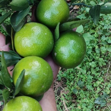 皇帝柑
