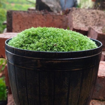 白发藓青苔苔藓盆景造型假山diy