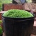白发藓青苔苔藓盆景造型假山diy