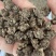 中药材猫爪草中药猫爪草野生新鲜正品猫抓草水洗猫爪草