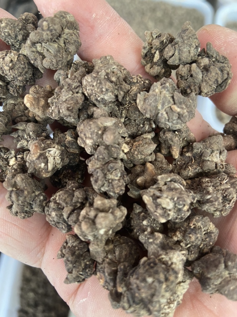 中药材猫爪草中药猫爪草野生新鲜正品猫抓草水洗猫爪草