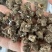 中药材猫爪草中药猫爪草野生新鲜正品猫抓草水洗猫爪草