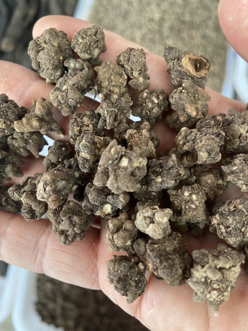 中药材猫爪草中药猫爪草野生新鲜正品猫抓草水洗猫爪草