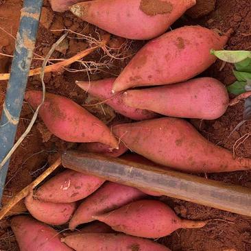 精品西瓜红蕃薯，产地大量上市，产地直发