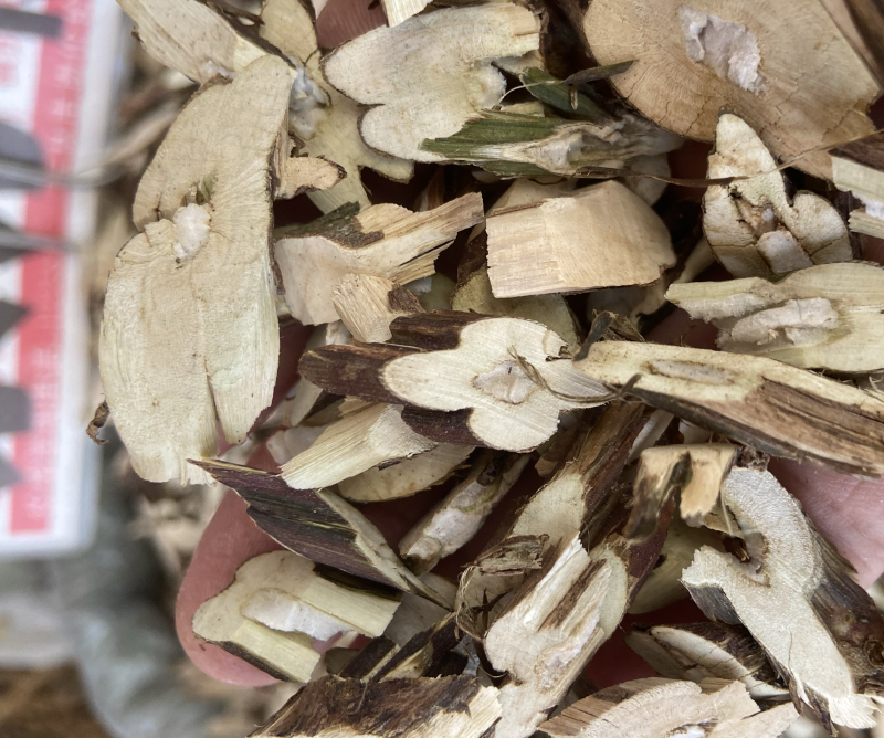 紫苏叶紫苏梗紫苏梗苏叶