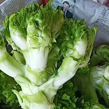儿菜，大心子儿菜，好货