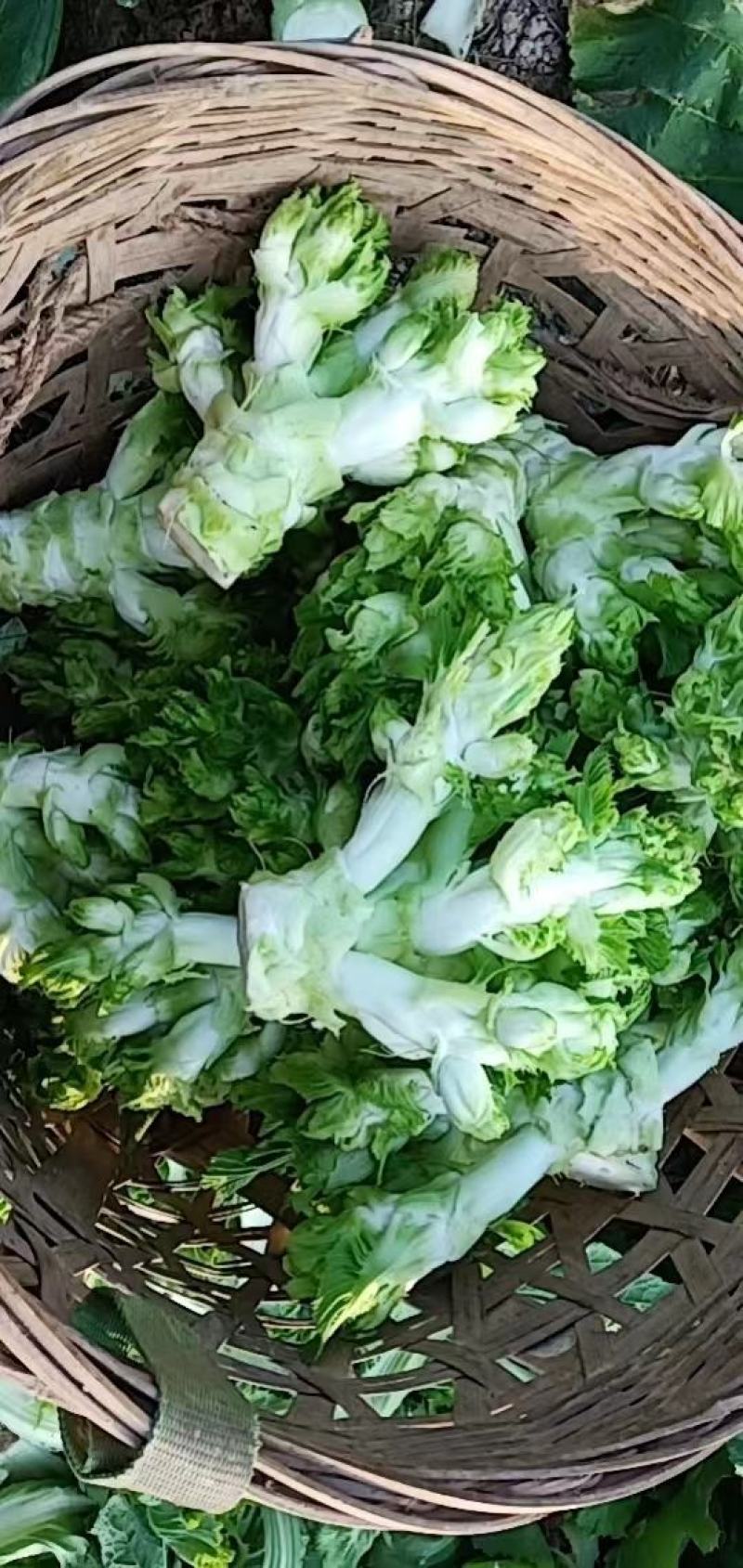 儿菜，大心子儿菜，好货