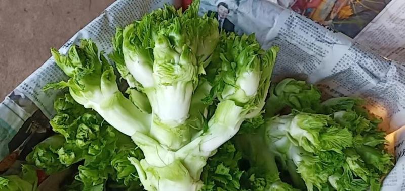 儿菜，大心子儿菜，好货