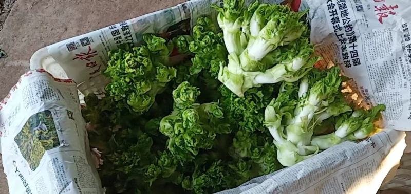 儿菜，大心子儿菜，好货