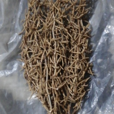 分枝多的亩产超过1200斤的大豆种子，亩用种子只要八两种