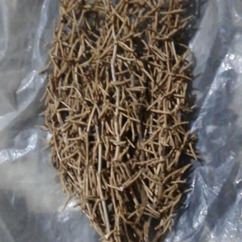 分枝多的亩产超过1200斤的大豆种子，亩用种子只要八两种