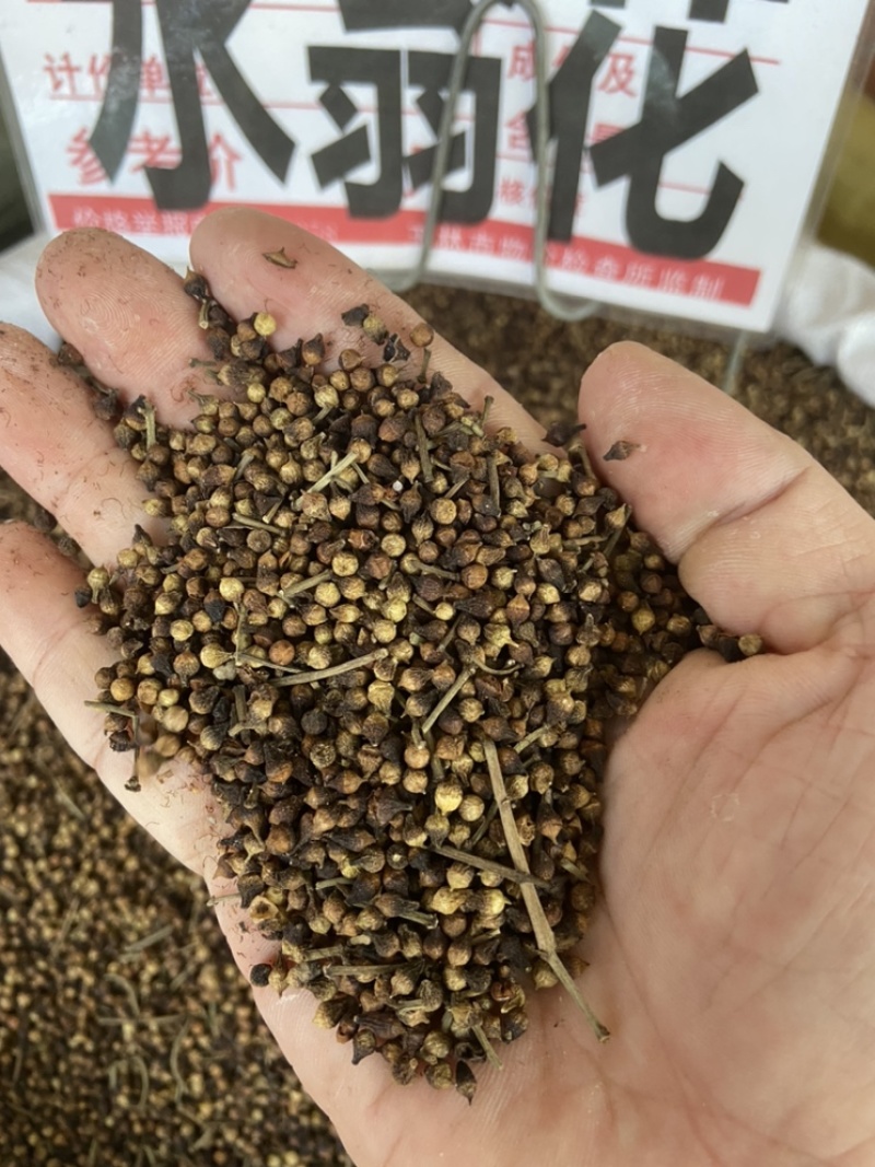 水翁花。中药水雍花酒翁水榕花