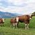 西门塔尔育肥牛，繁殖母牛，宰牛，养殖基地直发，一手货源