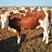 西门塔尔育肥牛，繁殖母牛，宰牛，养殖基地直发，一手货源