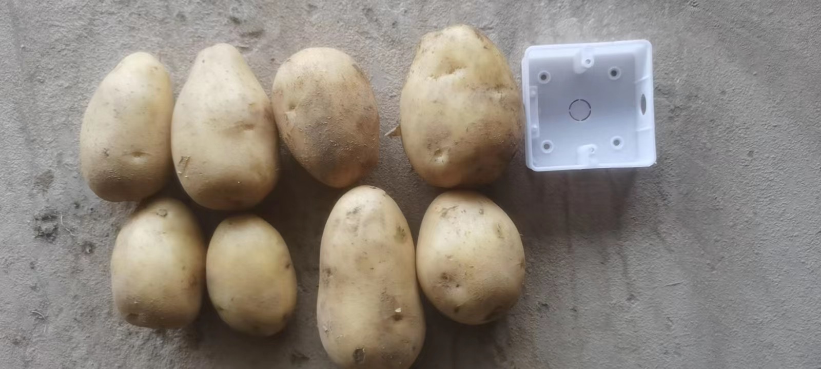 地窖中整齐摆放的白菜,用干草隔开,顶部覆盖草帘 地窖保存白菜