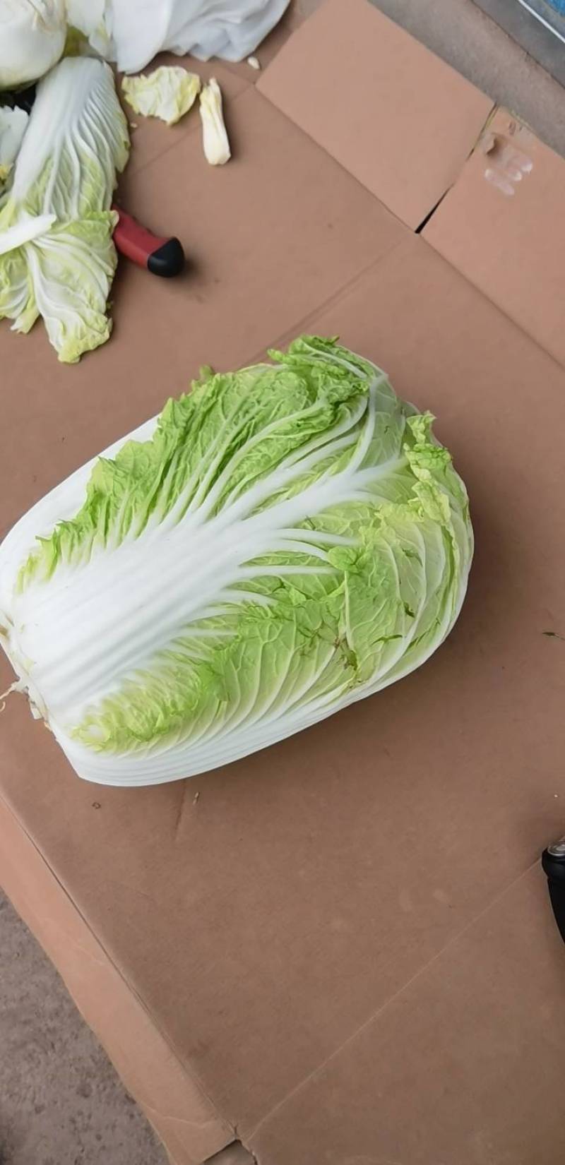 夏邑县大白菜，夏邑县黄心大白菜秋晓黄心大白菜