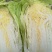 夏邑县大白菜，夏邑县黄心大白菜秋晓黄心大白菜