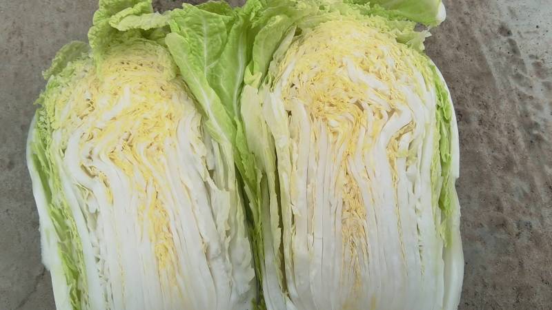 夏邑县大白菜，夏邑县黄心大白菜秋晓黄心大白菜