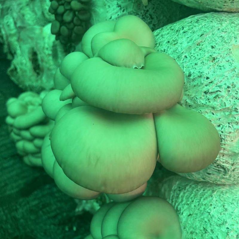 灰平菇，基地直供，货源充足，质量好，价格优惠，欢迎采购