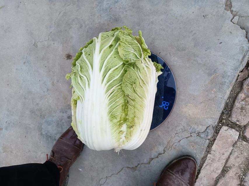 厨房中称重娃娃菜叶片的场景