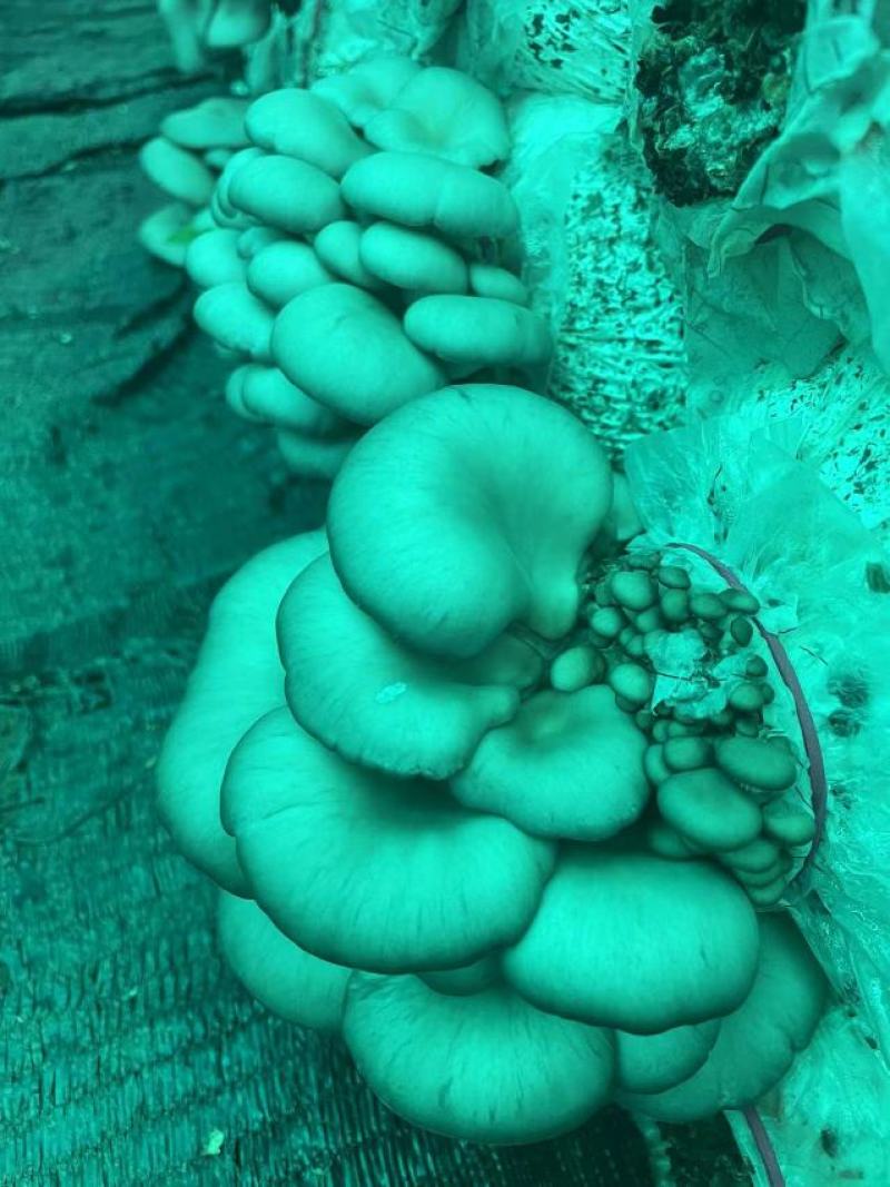 灰平菇，基地直供，货源充足，质量好，价格优惠，欢迎采购