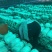 灰平菇，基地直供，货源充足，质量好，价格优惠，欢迎采购