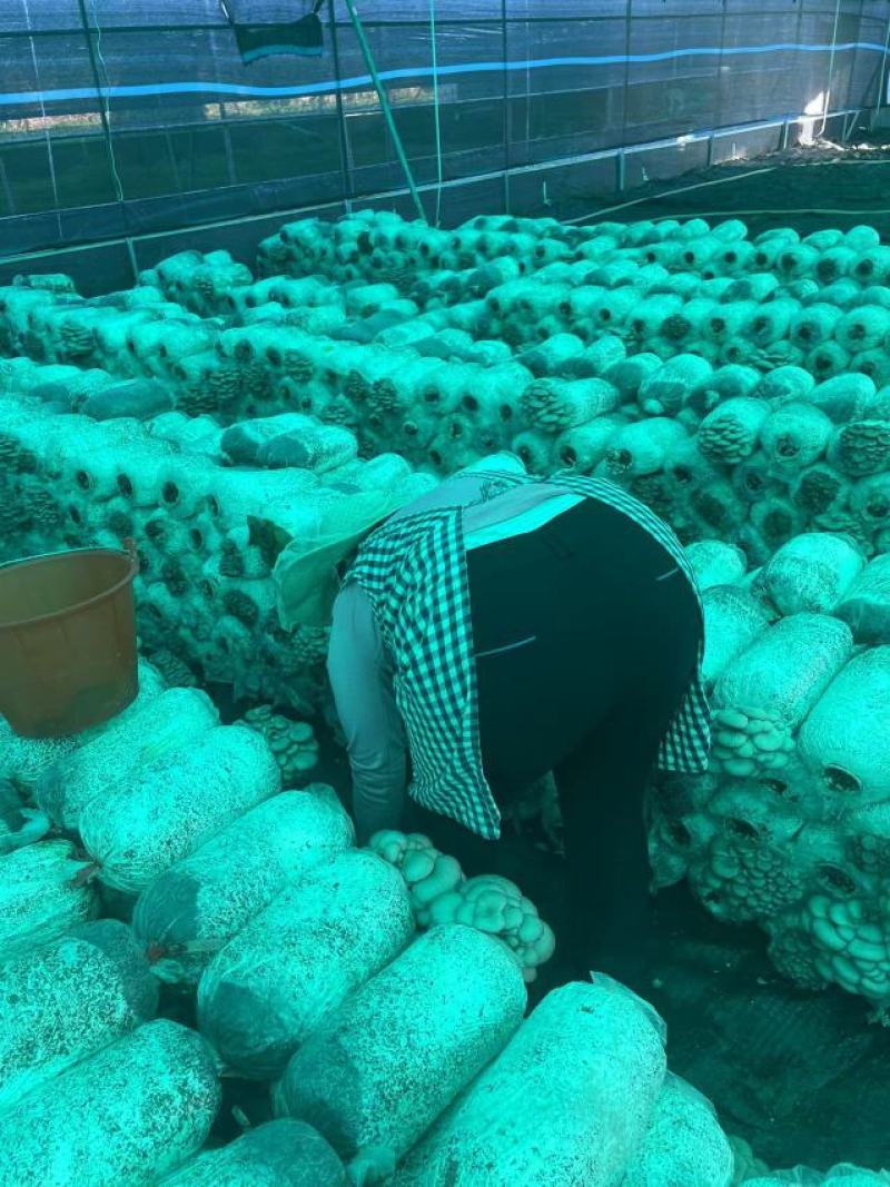 灰平菇，基地直供，货源充足，质量好，价格优惠，欢迎采购
