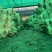灰平菇，基地直供，货源充足，质量好，价格优惠，欢迎采购