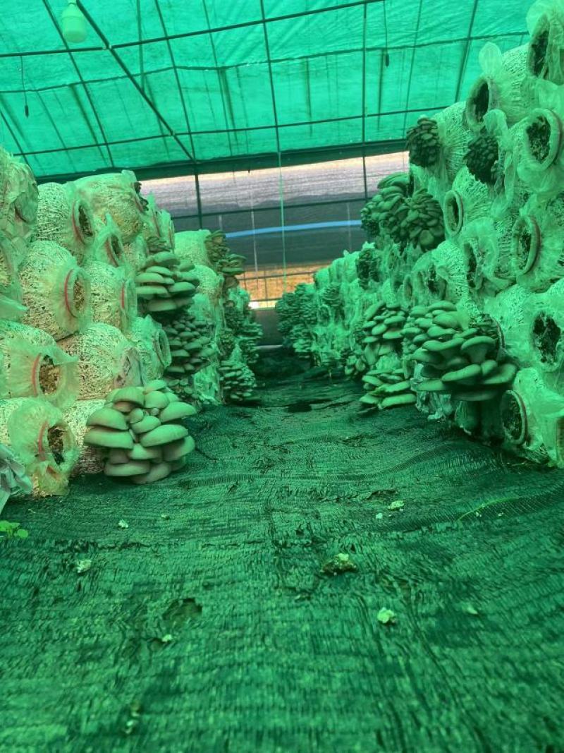 灰平菇，基地直供，货源充足，质量好，价格优惠，欢迎采购