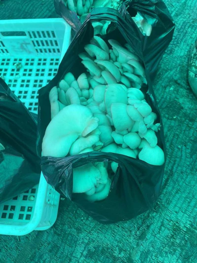 灰平菇，基地直供，货源充足，质量好，价格优惠，欢迎采购