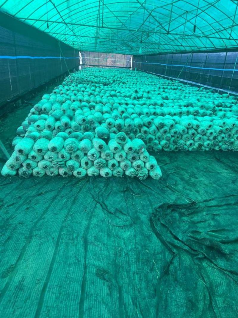 灰平菇，基地直供，货源充足，质量好，价格优惠，欢迎采购