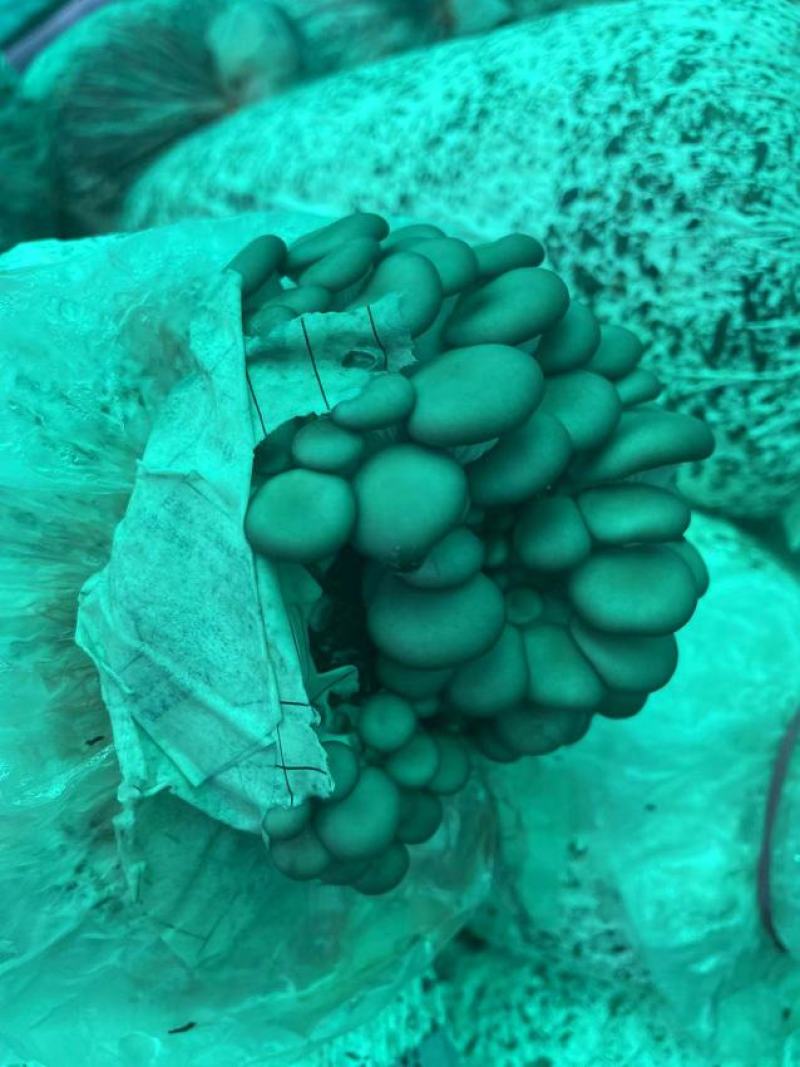 灰平菇，基地直供，货源充足，质量好，价格优惠，欢迎采购