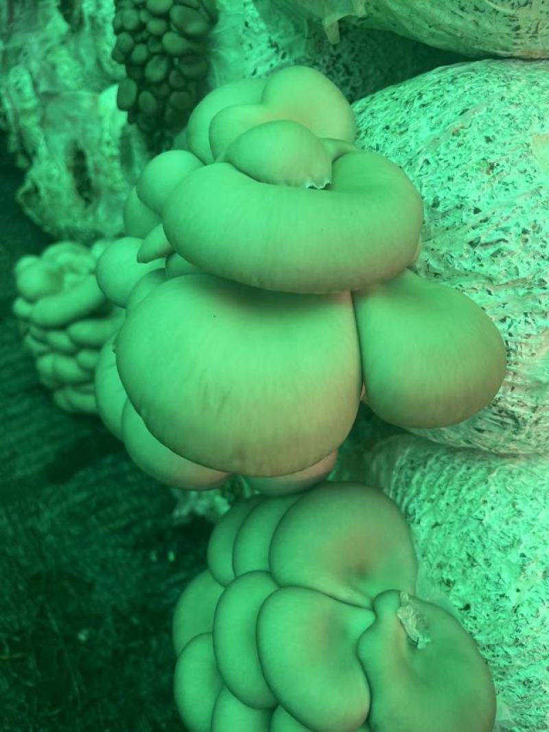 灰平菇，基地直供，货源充足，质量好，价格优惠，欢迎采购