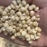 大量收购白糯花糯黄糯玉米颗粒干棒子