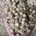 大量收购白糯花糯黄糯玉米颗粒干棒子