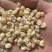 大量收购白糯花糯黄糯玉米颗粒干棒子
