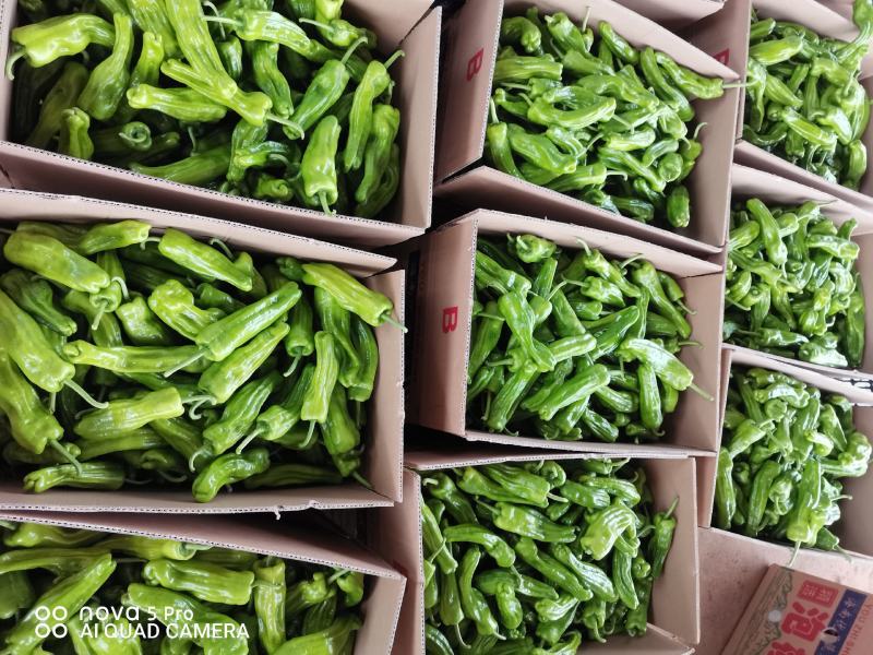 广东省徐闻县精品薄皮椒，货源充足欢迎来采购