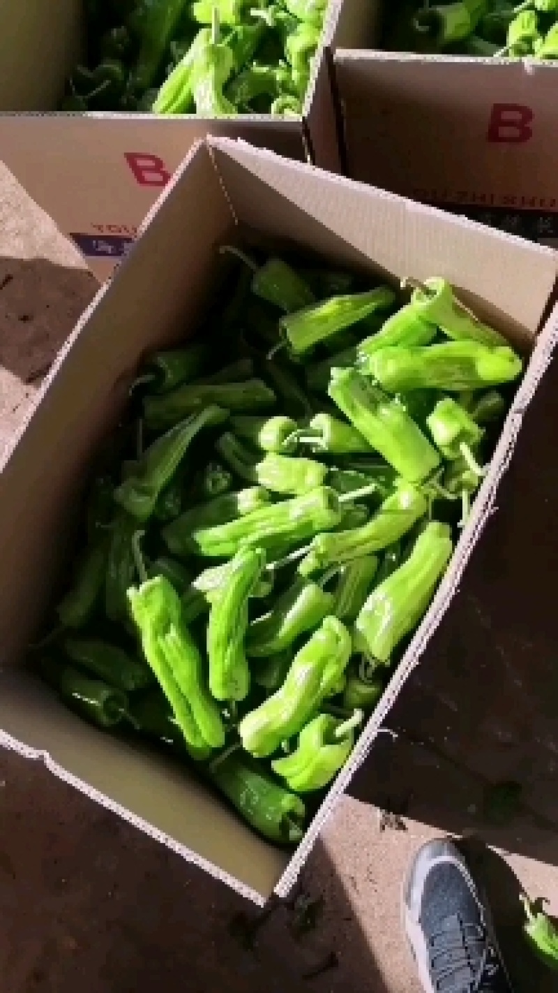 广东省徐闻县精品薄皮椒，货源充足欢迎来采购