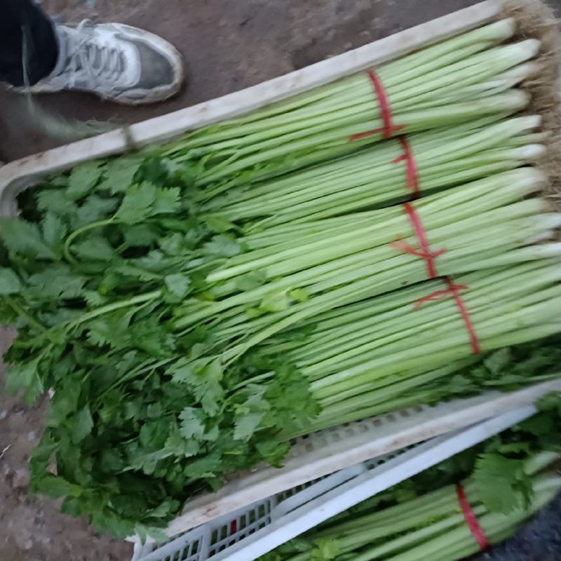 【永城小西芹】精品水洗去根五指西芹。可根据需求包装。