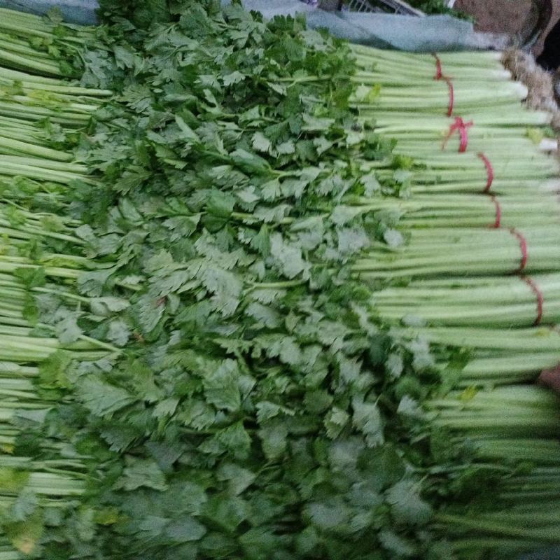 【永城小西芹】精品水洗去根五指西芹。可根据需求包装。