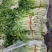 【永城小西芹】精品水洗去根五指西芹。可根据需求包装。