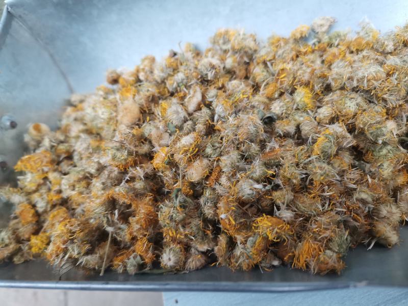 旋覆花药用中药材精品新货干货量大从优一件代发