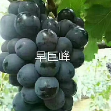 贝达根嫁接巨峰葡萄苗保纯度，保成活率1年30公分高