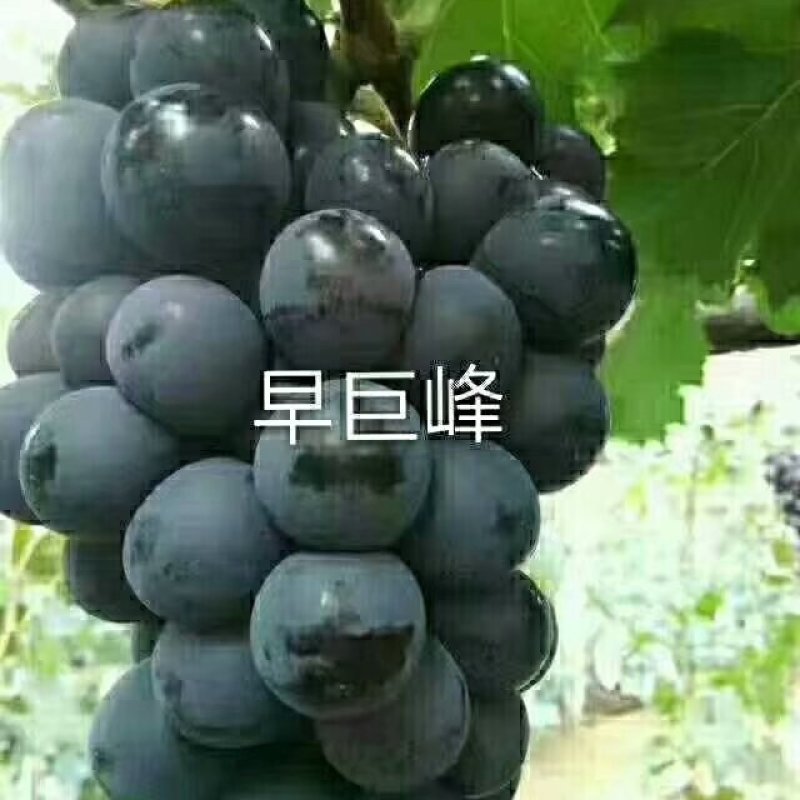 贝达根嫁接巨峰葡萄苗保纯度，保成活率1年30公分高