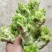 翠绿色芽包环绕，肉质洁白细嫩！宝藏蔬菜：儿菜上市！