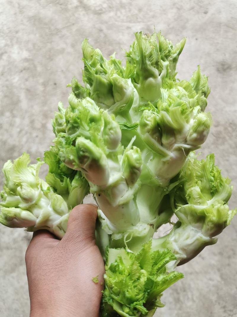 翠绿色芽包环绕，肉质洁白细嫩！宝藏蔬菜：儿菜上市！