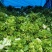 翠绿色芽包环绕，肉质洁白细嫩！宝藏蔬菜：儿菜上市！