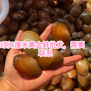 黄金蚌小蚌