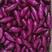 广东湛江精品二代小花叶紫薯红薯地瓜，规格齐全发全国价格低