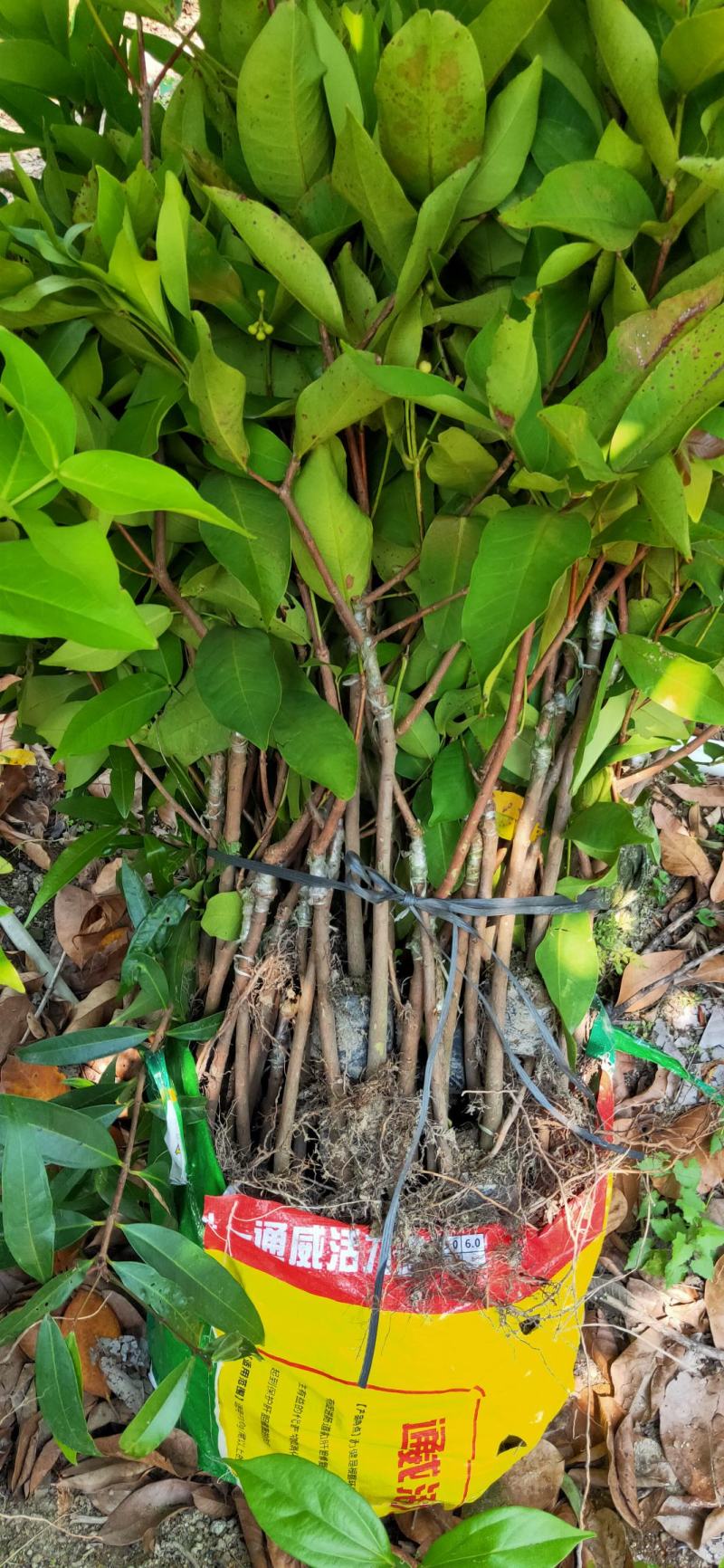 正宗台湾黑金刚莲雾果苗，嫁接小杯苗，圈枝中杯苗，布袋苗